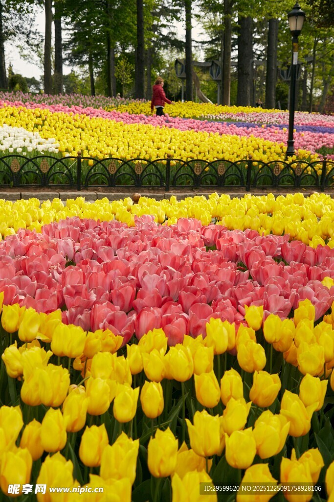多彩郁金香花海景观