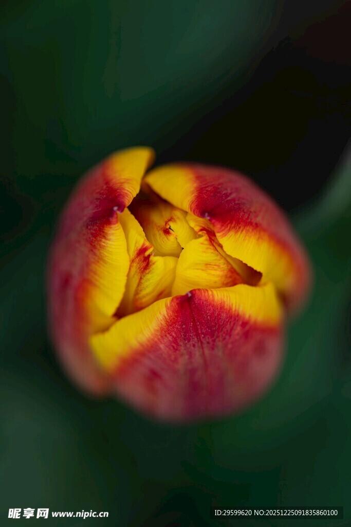 红黄相间郁金香特写