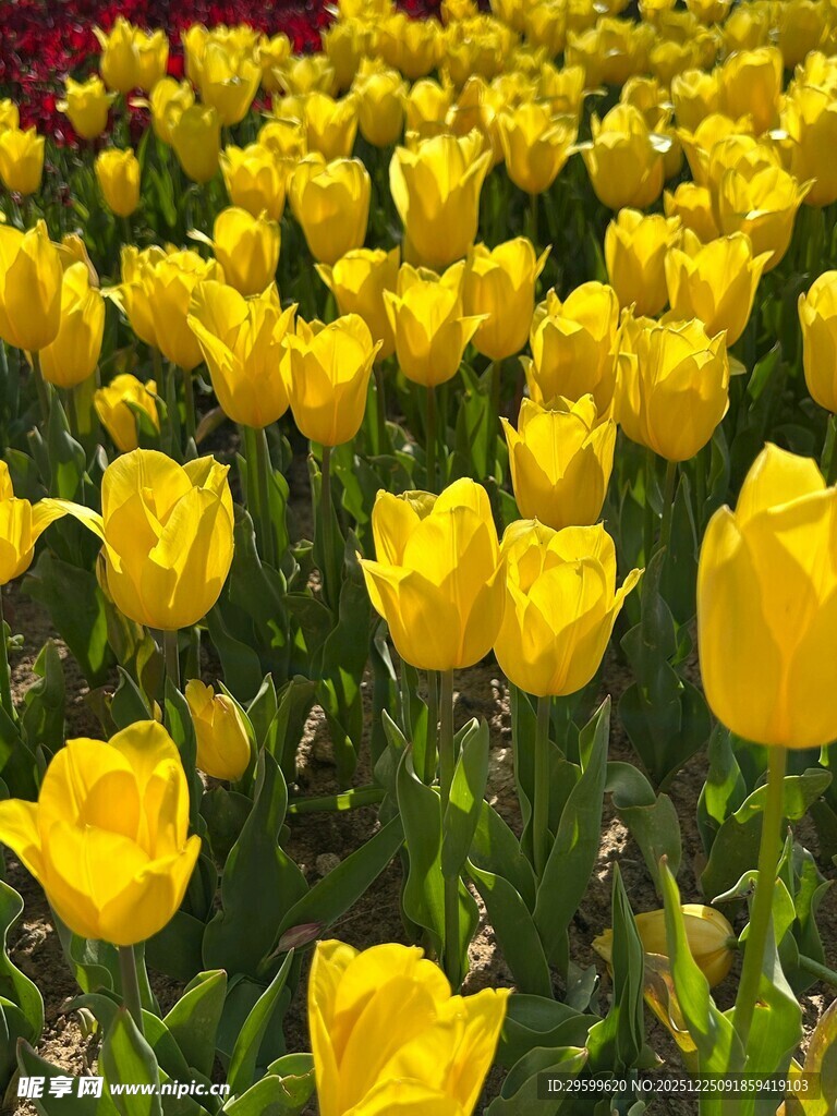金黄郁金香花海