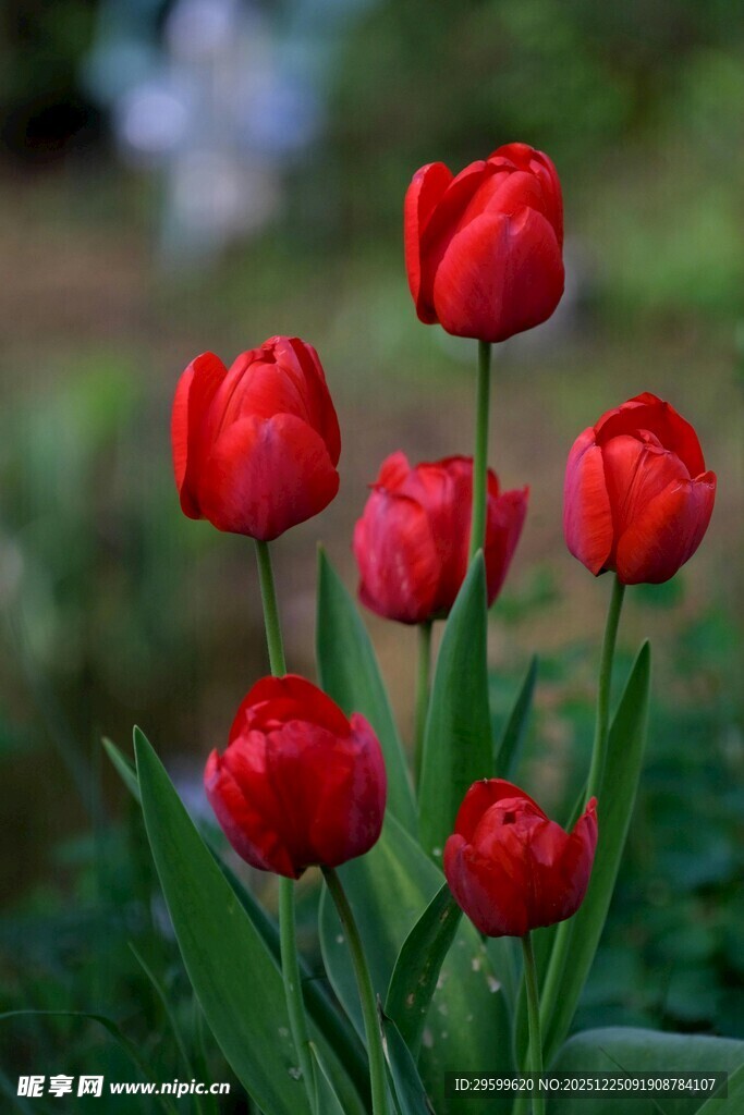 鲜艳红郁金香绽放