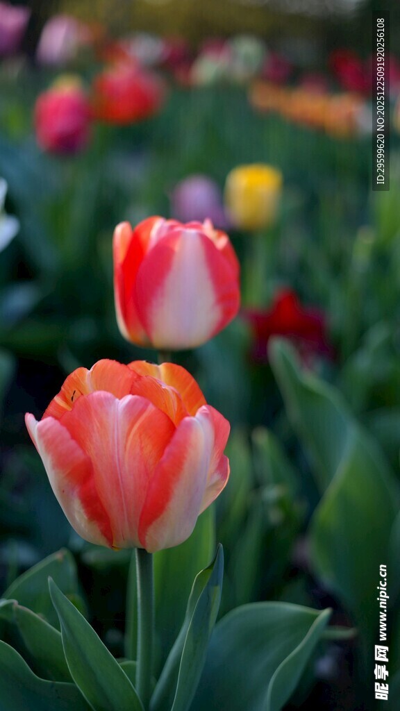 娇艳双色郁金香绽放