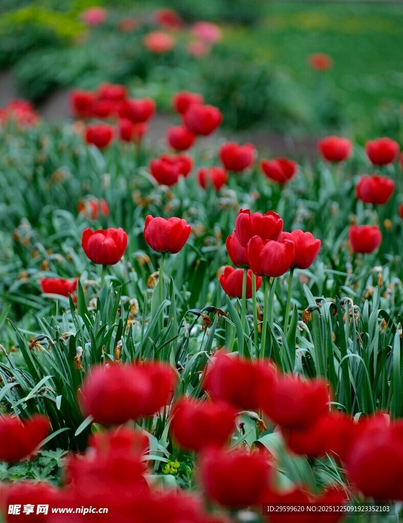 烂漫红郁金香花海