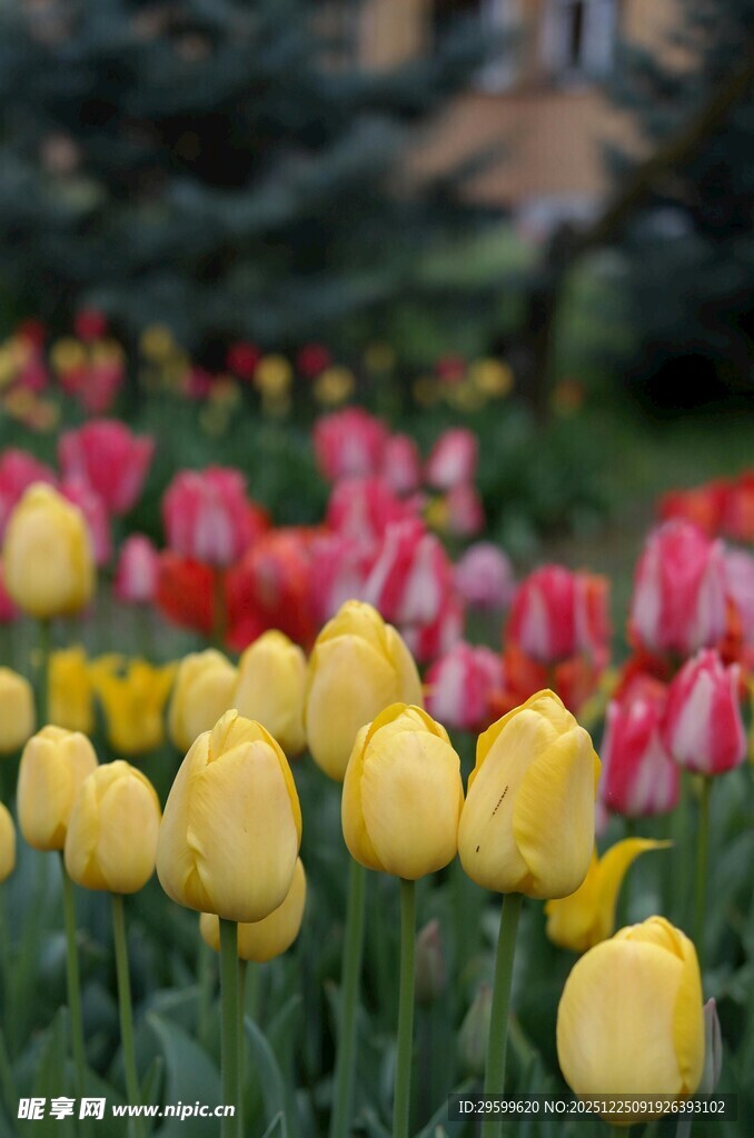 多彩郁金香绽放于花丛