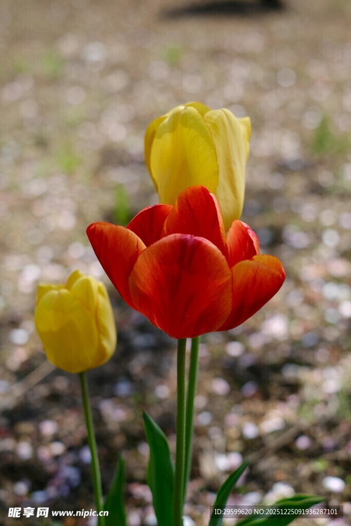 鲜艳郁金香绽放于草地