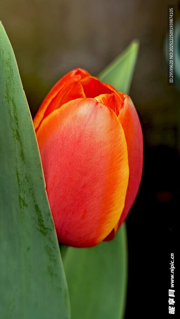 娇艳欲滴的红色郁金香