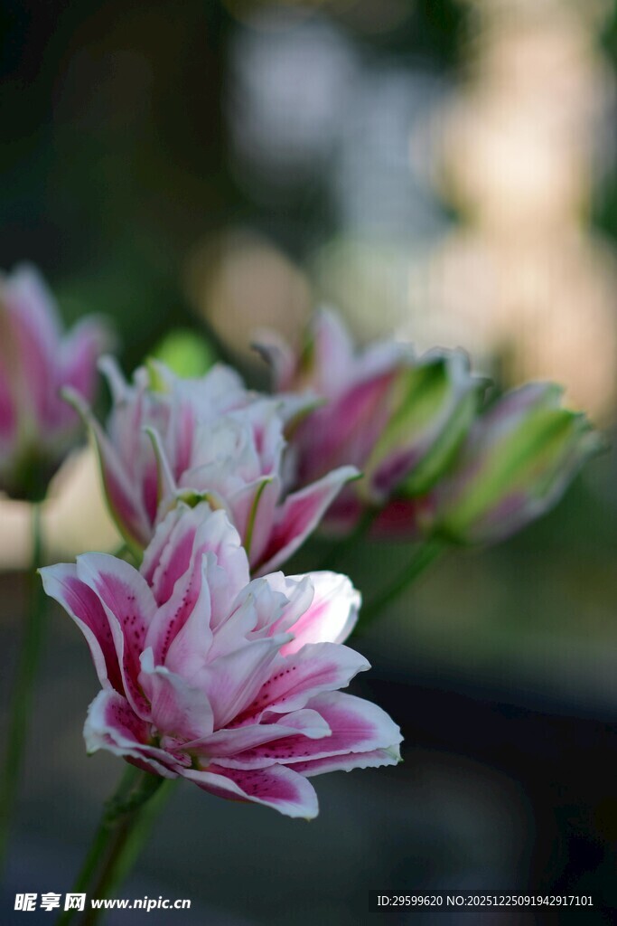 粉白条纹花朵特写