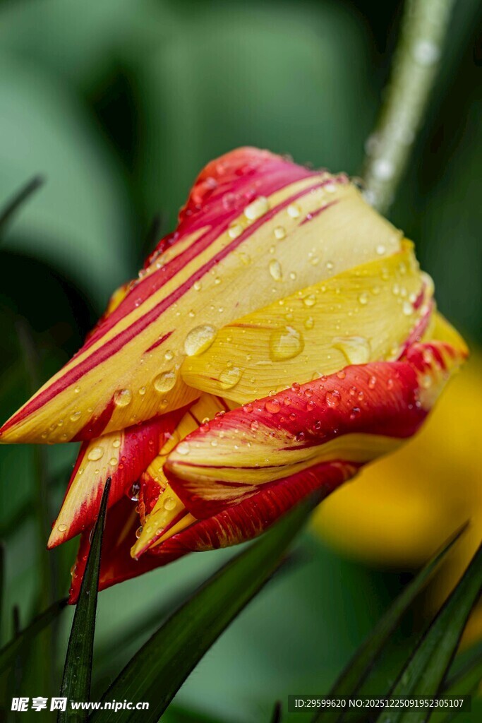 带水珠的红黄相间郁金香