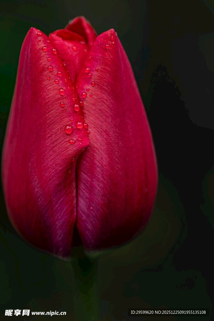 娇艳欲滴的红色郁金香