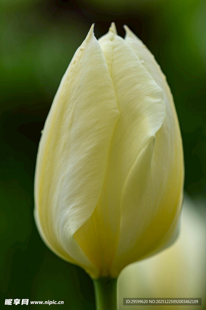 黄色郁金香特写