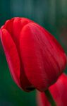 娇艳红郁金香特写