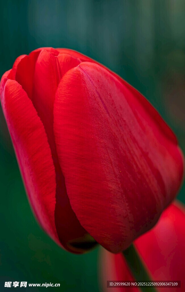 娇艳红郁金香特写