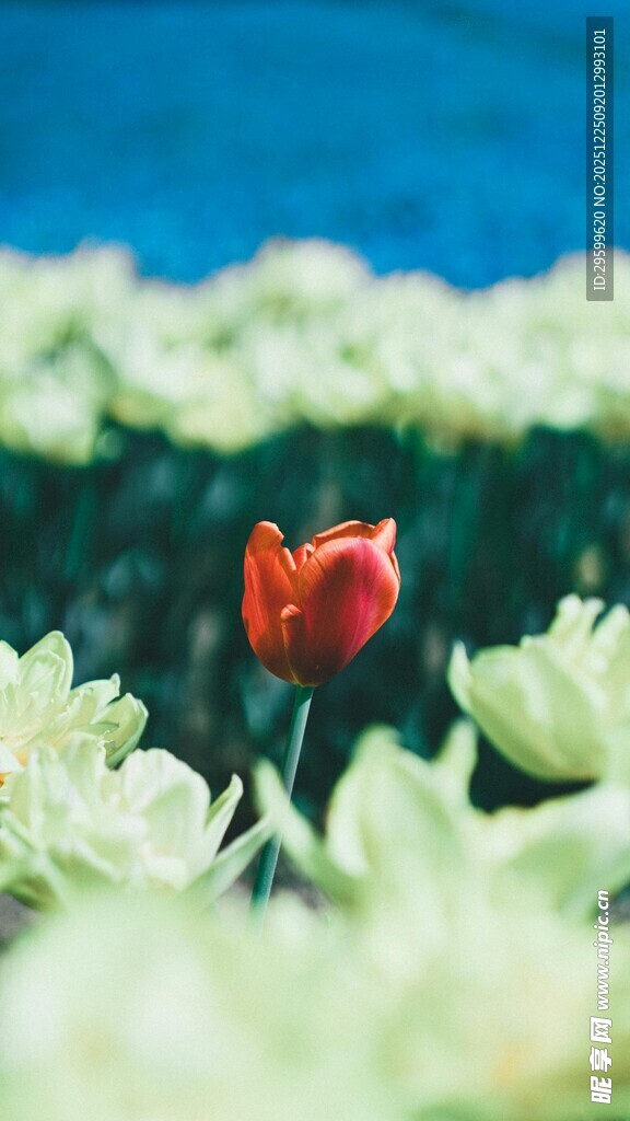 娇艳红郁金香与多肉植物