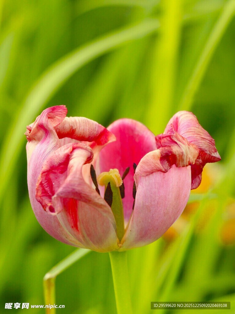 凋零的粉色郁金香