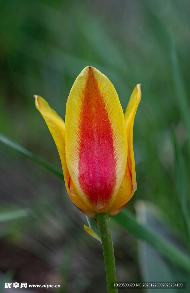 红黄相间的美丽郁金香