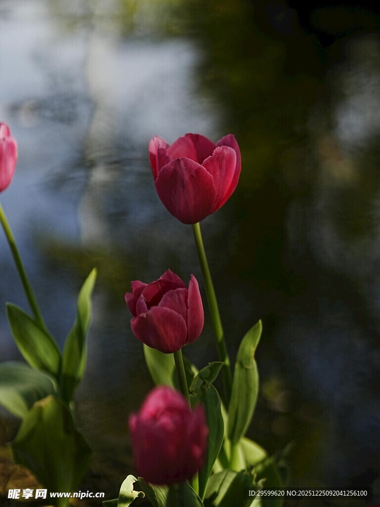 娇艳欲滴的红色郁金香