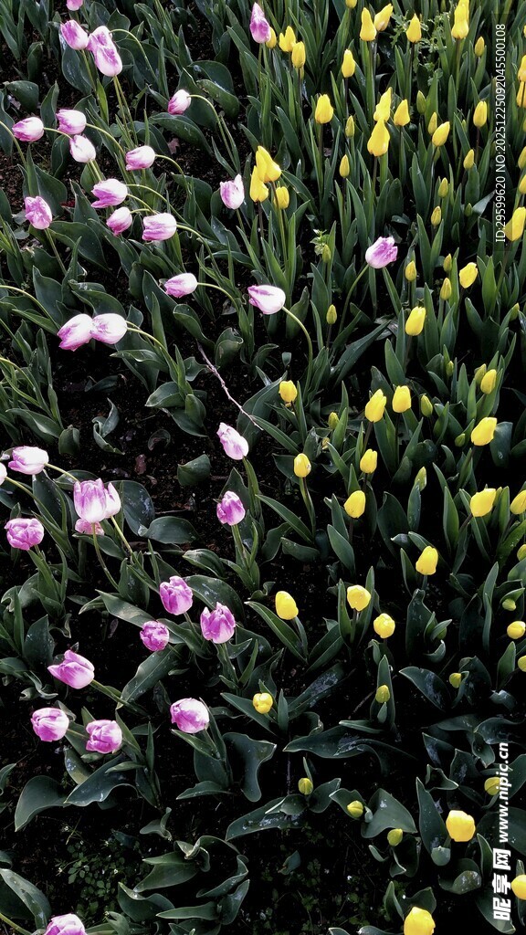 多彩花卉盛开的美丽景象