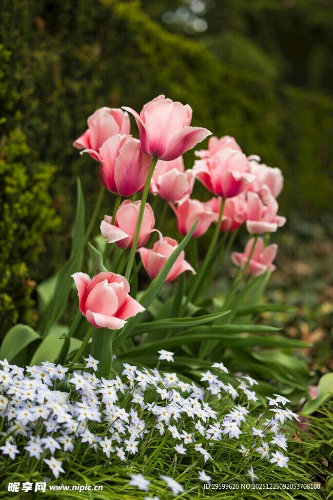 粉色郁金香与白色小花