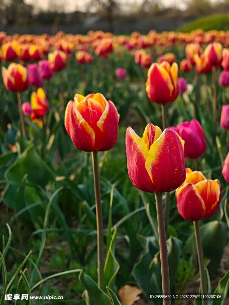 多彩郁金香绽放花田
