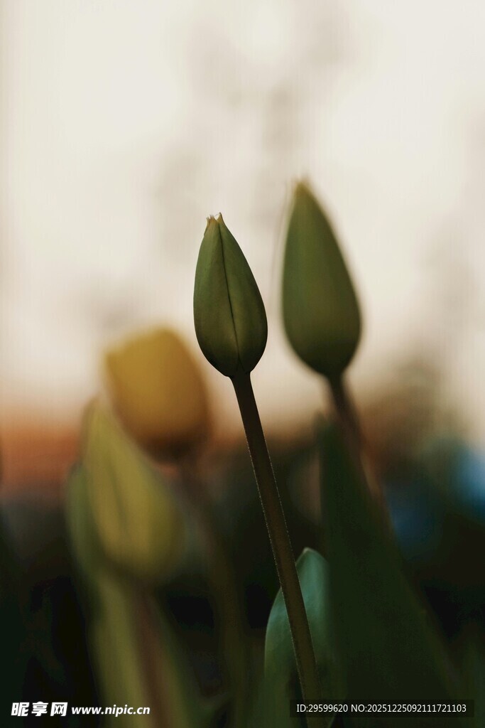 含苞待放的清新郁金香