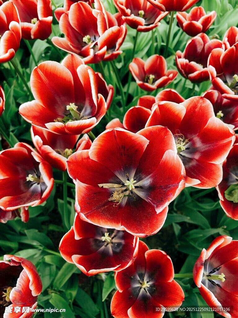 鲜艳红郁金香绽放