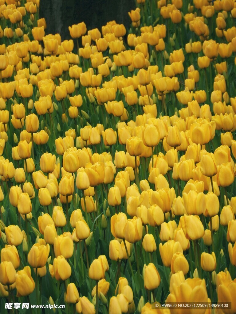 金黄郁金香花海