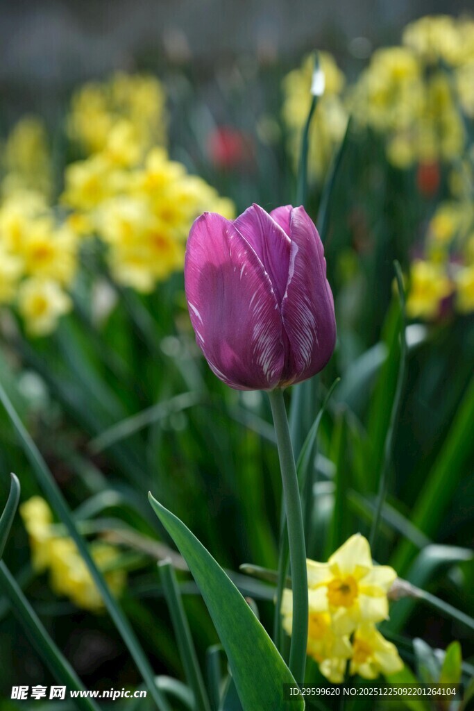 紫色郁金香与黄色水仙