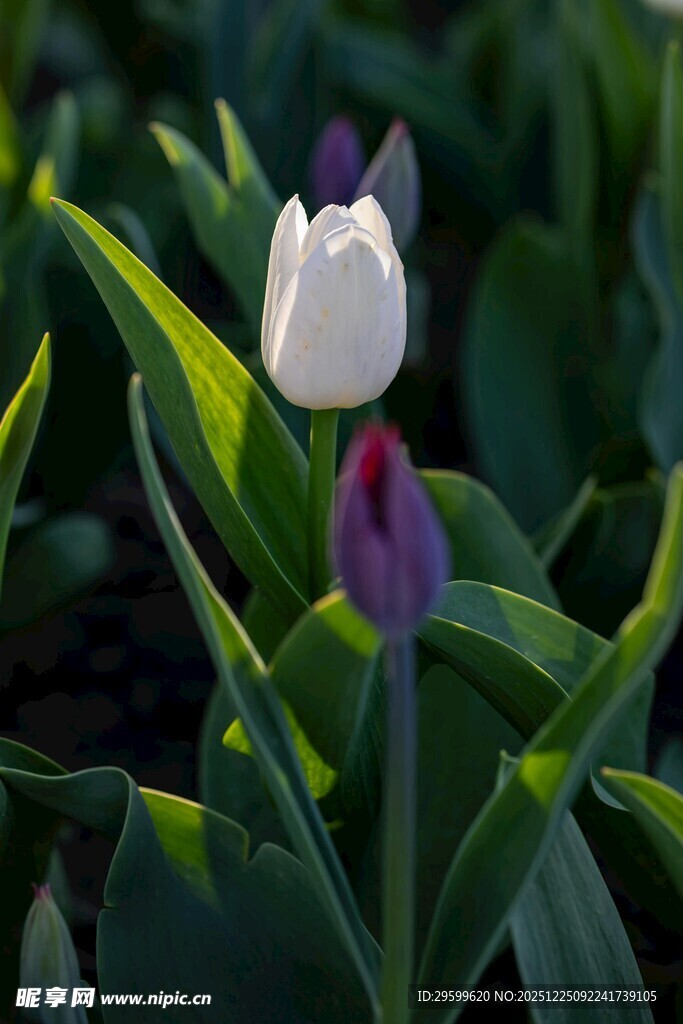 白色与紫色郁金香绽放