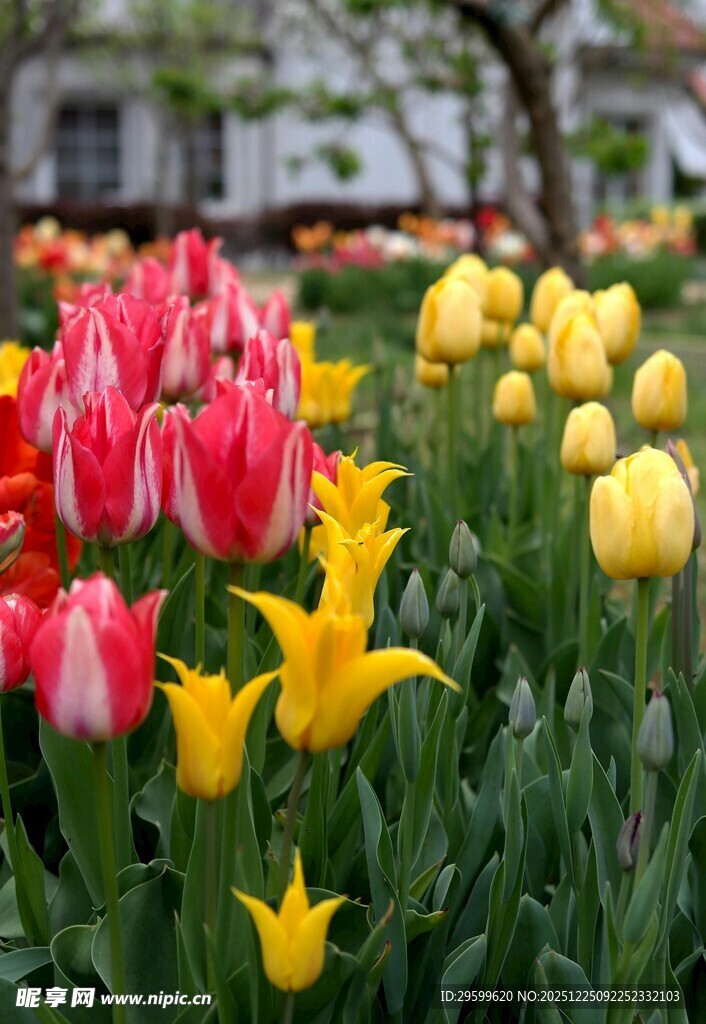 多彩郁金香花海绽放