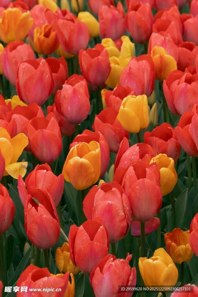 多彩郁金香花海