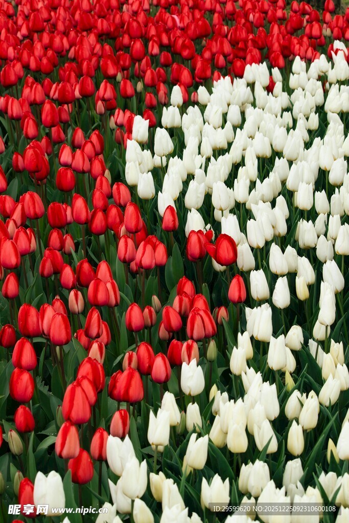 红白郁金香花海景观