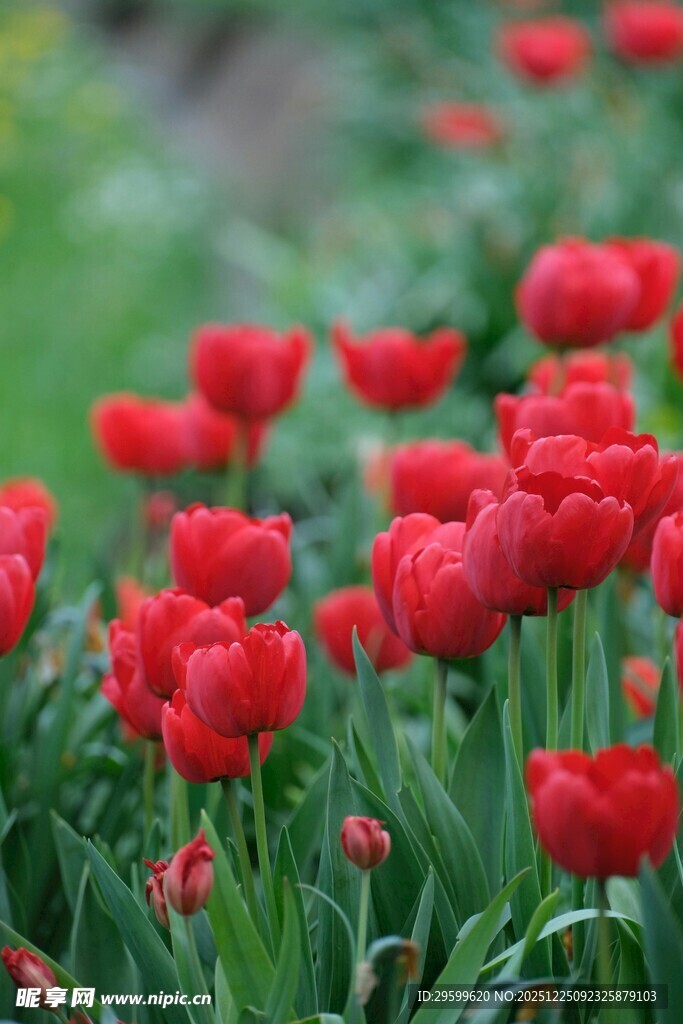 鲜艳红郁金香花海