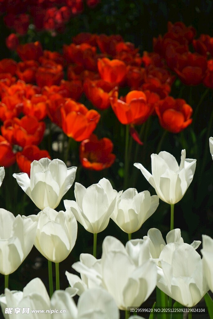 红白郁金香绽放美景