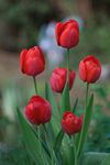 娇艳红郁金香绽放