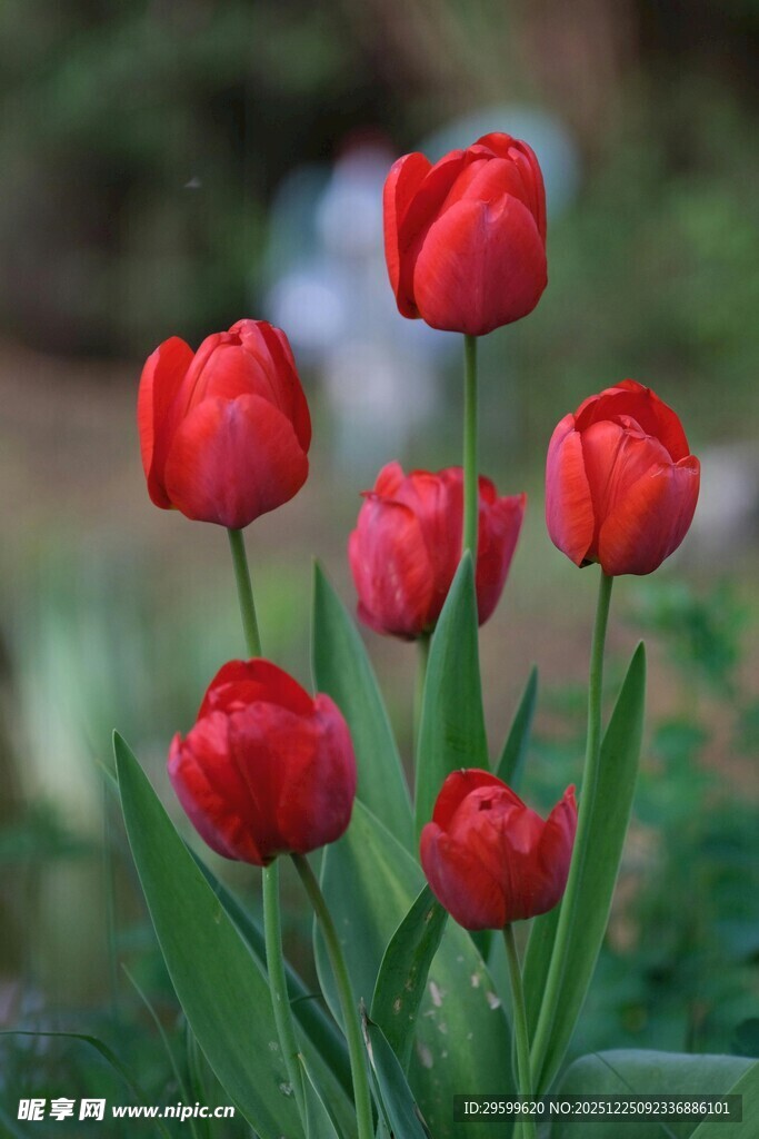娇艳红郁金香绽放