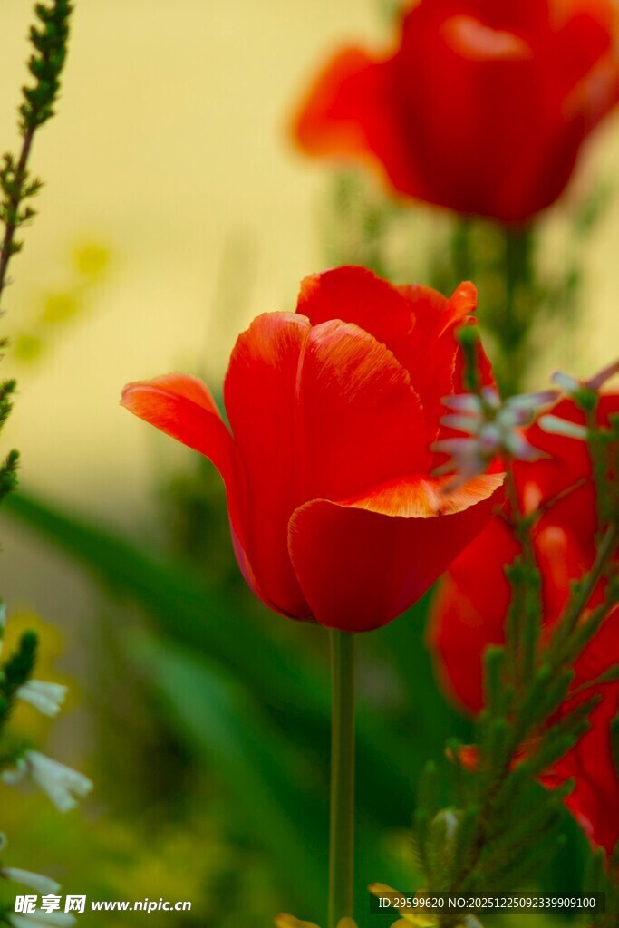 娇艳红郁金香绽放