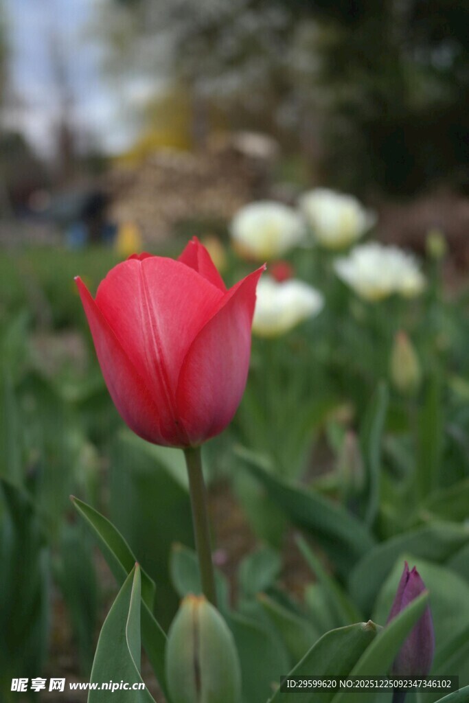 娇艳红郁金香绽放