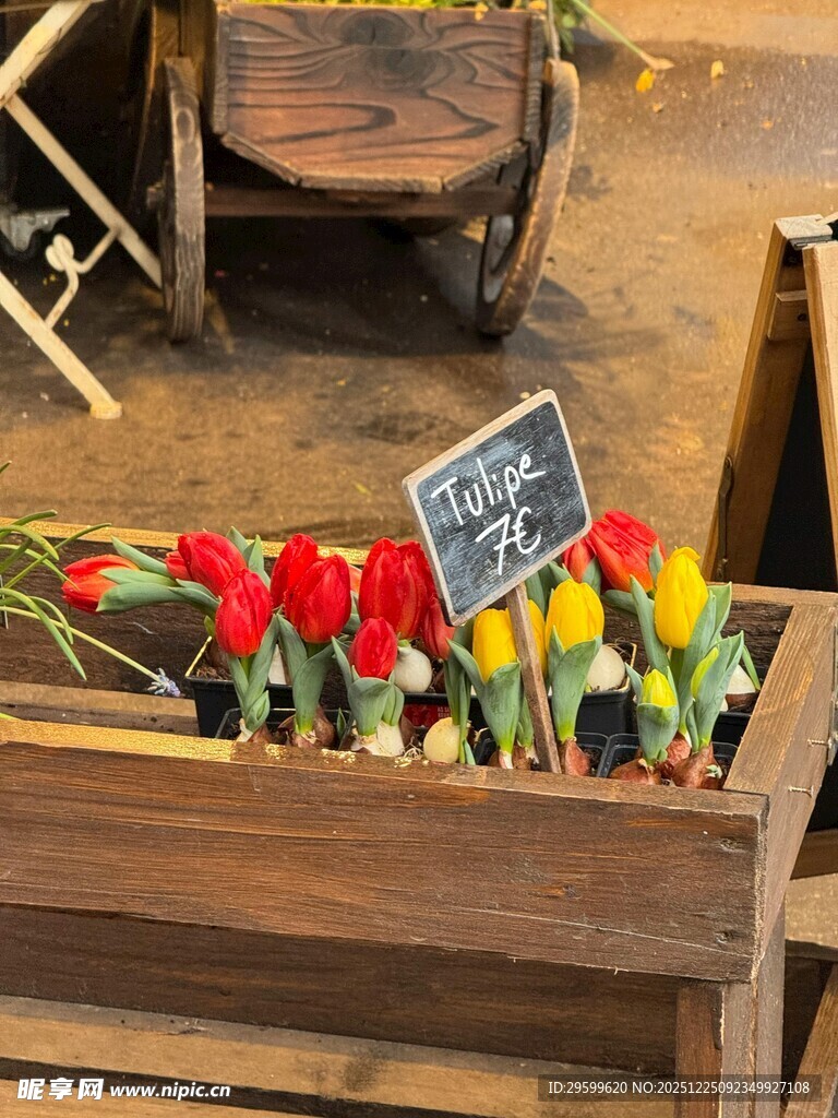 木制花箱中的多彩郁金香