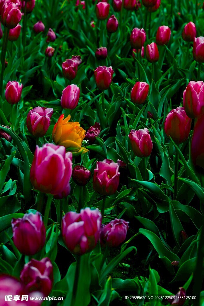 浪漫郁金香花海中的独株黄蕊