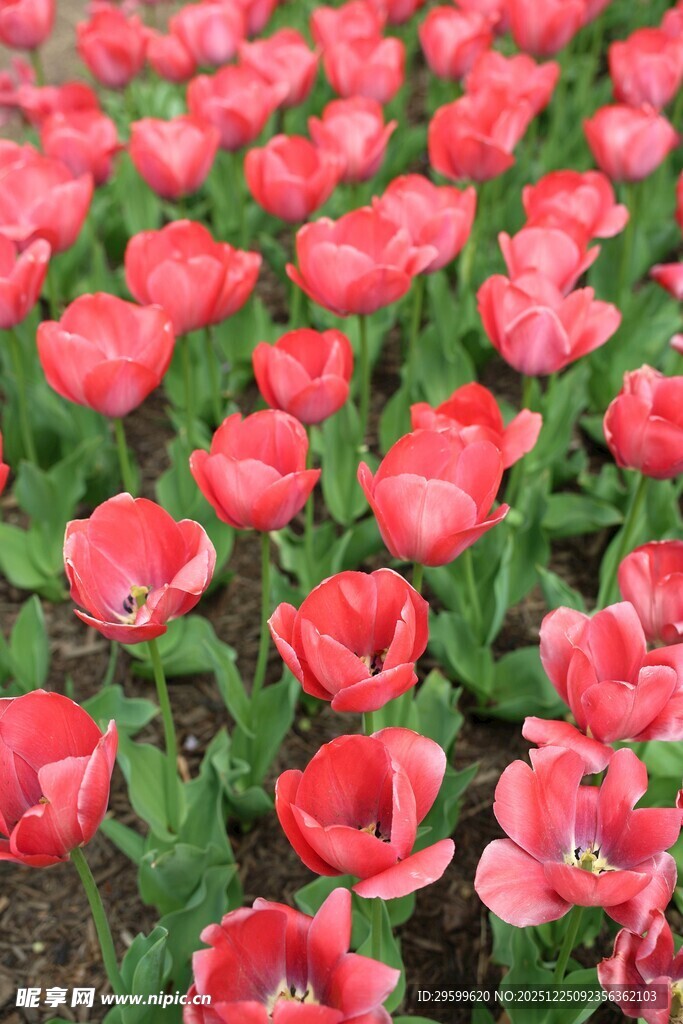 鲜艳红郁金香花海
