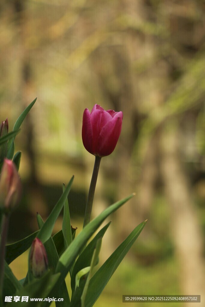娇艳绽放的单支紫色郁金香