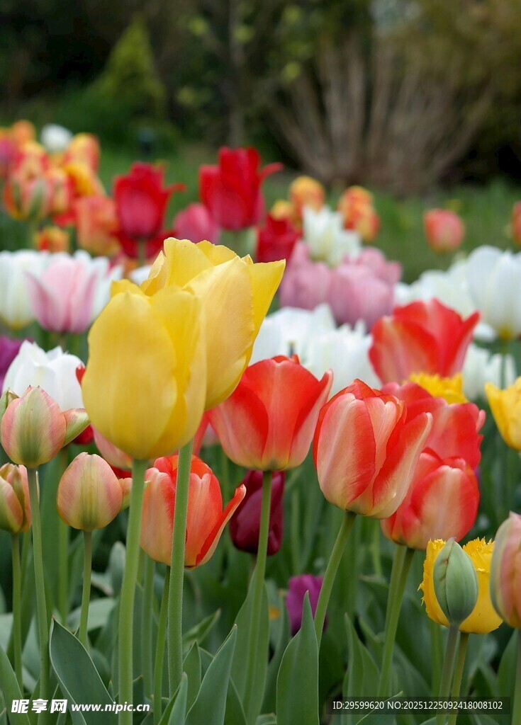 多彩郁金香绽放的美景
