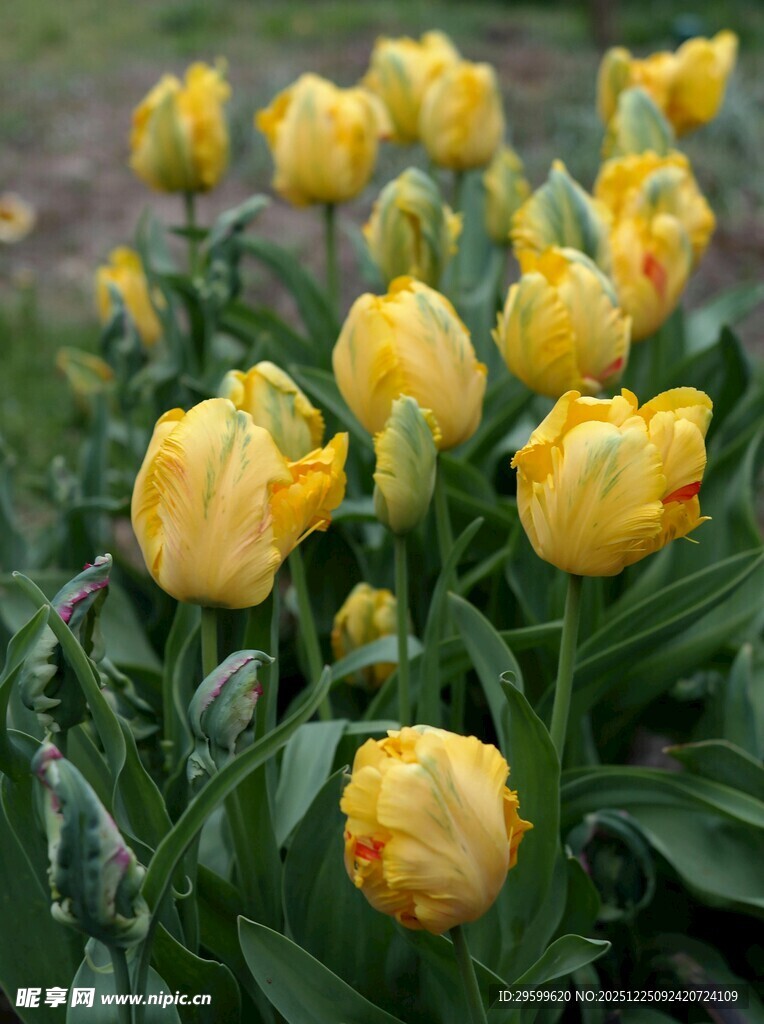 黄色郁金香绽放的美丽