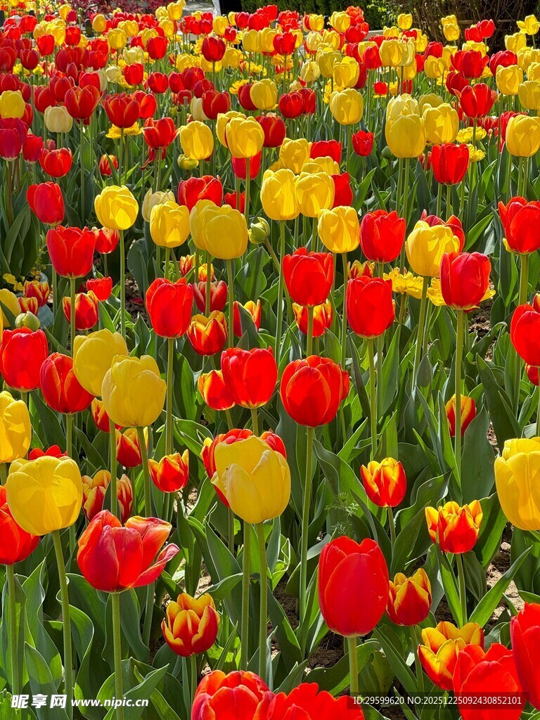 多彩郁金香花海