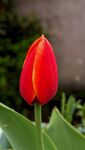 娇艳红色郁金香绽放