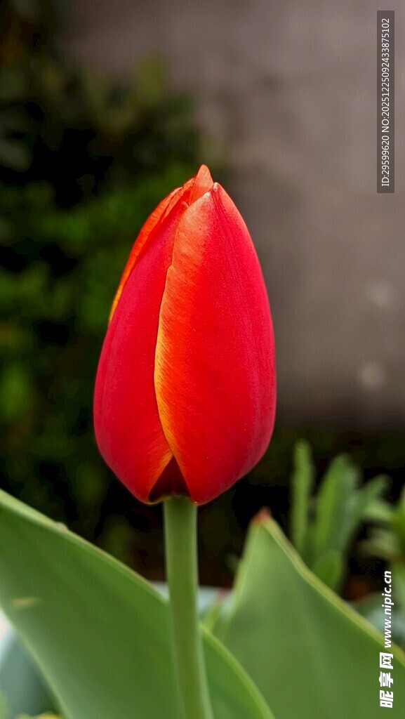 娇艳红色郁金香绽放