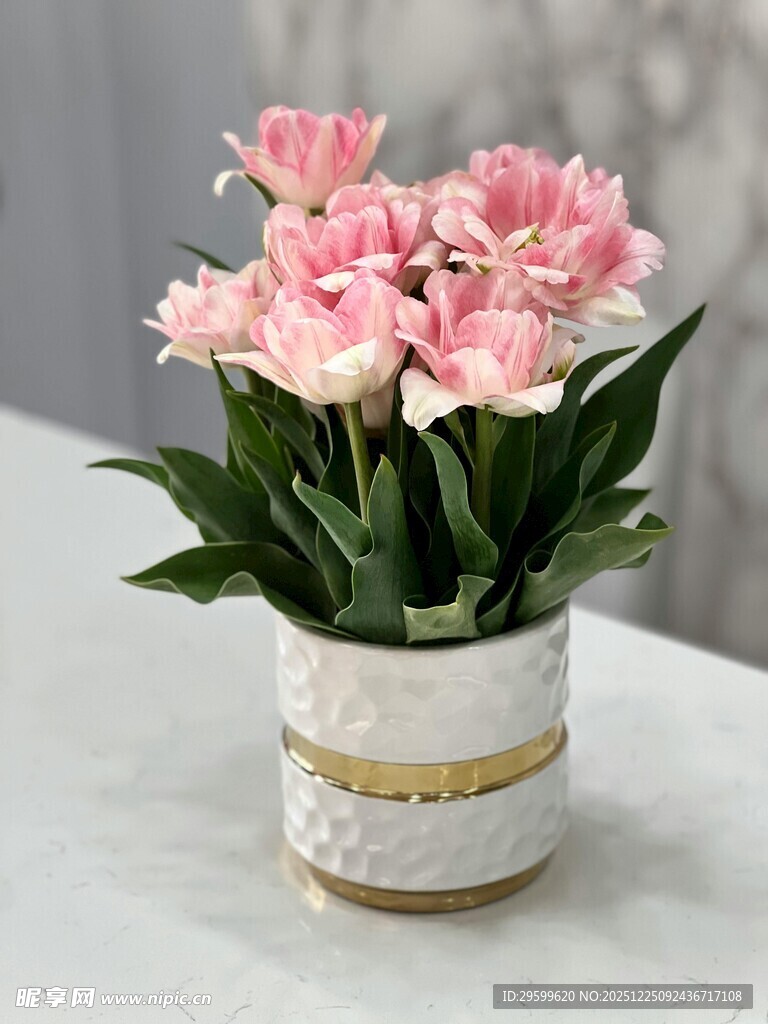 粉色康乃馨盆栽