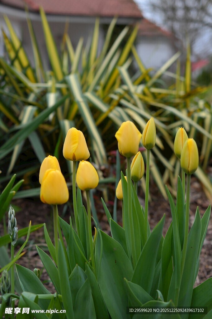 黄色郁金香绽放于绿植间