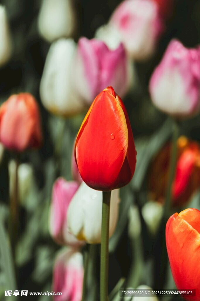 娇艳郁金香绽放