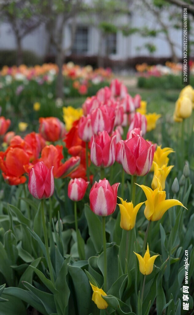 多彩郁金香绽放的花园