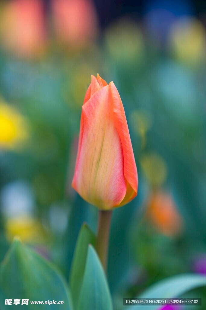 娇艳郁金香绽放于花丛